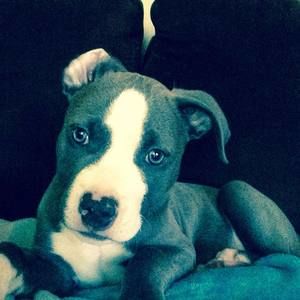 Meet your Posher, Shelby